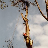 Výškové práce - Spiľovanie stromov (2)